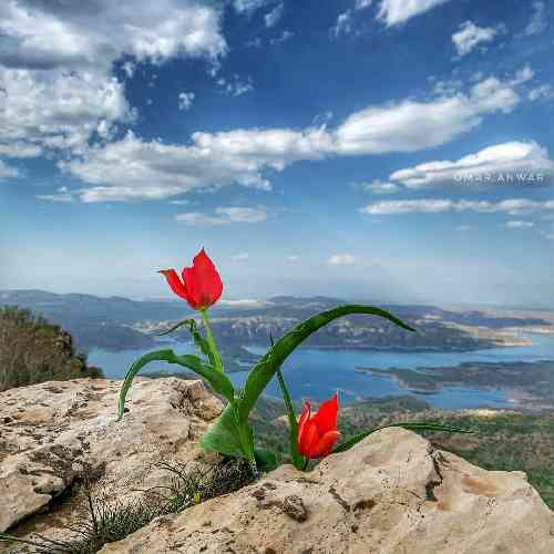 محمدرضا شاکری دومه کفره ولی خامه بدونی